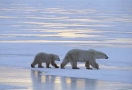 polar bear - 1b